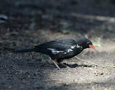 Red-billed Buffalo Weaver