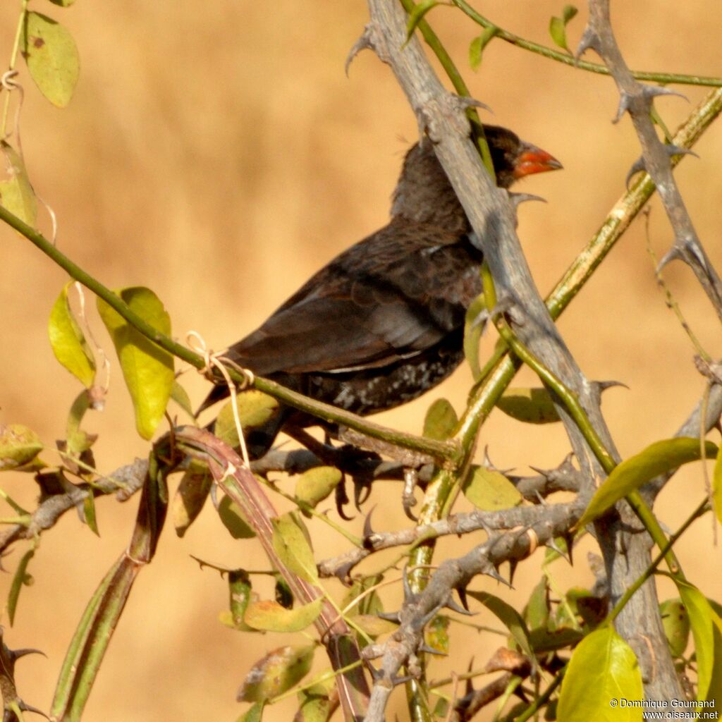 Red-billed Buffalo Weaver female