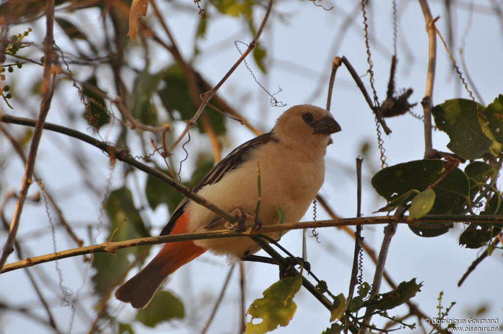 White-headed Buffalo Weaver