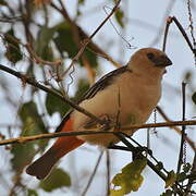 White-headed Buffalo Weaver