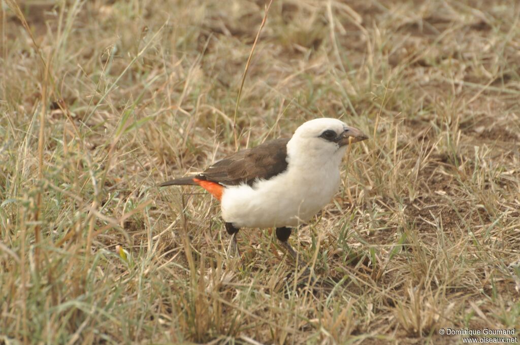 White-headed Buffalo Weaver