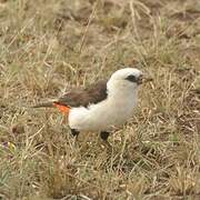 White-headed Buffalo Weaver