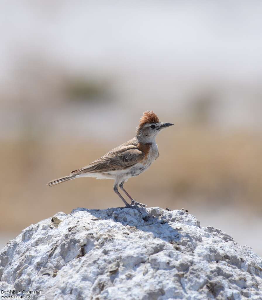 Red-capped Larkadult, identification