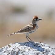 Red-capped Lark