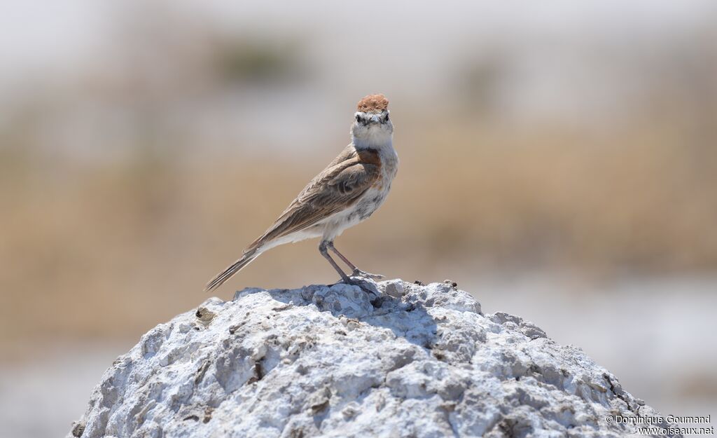 Red-capped Lark