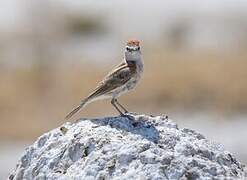 Red-capped Lark