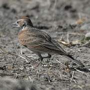 Red-capped Lark