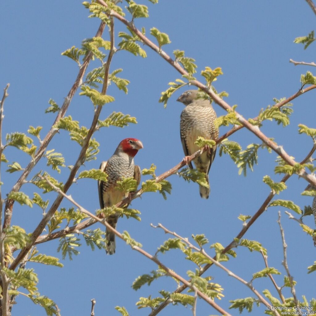 Amadine à tête rougeadulte