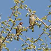 Red-headed Finch