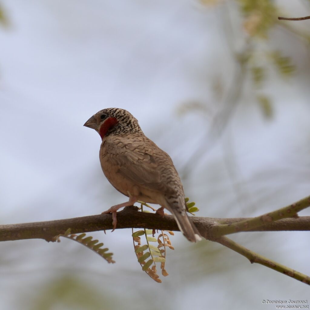 Cut-throat Finch male adult