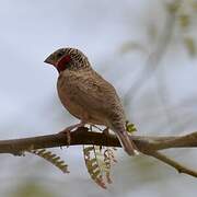 Cut-throat Finch