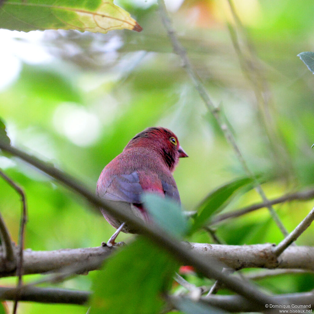 Red-billed Firefinchadult, identification