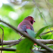 Red-billed Firefinch