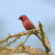 Red-billed Firefinch