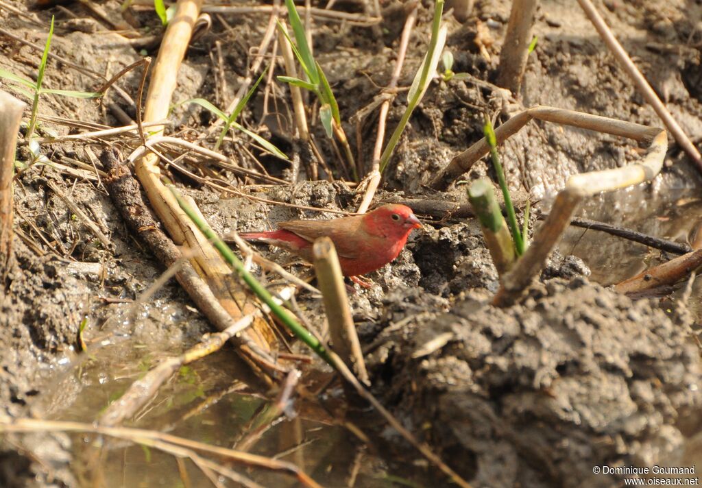 Red-billed Firefinch male