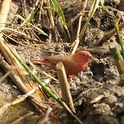 Red-billed Firefinch