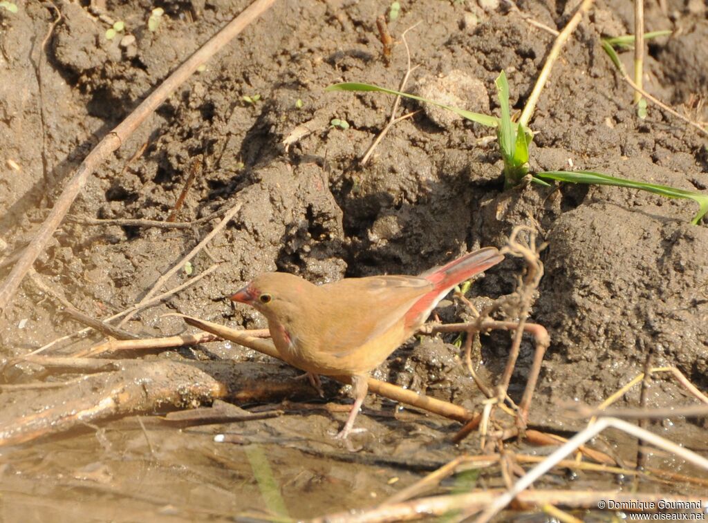 Red-billed Firefinch female