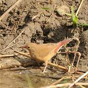 Red-billed Firefinch