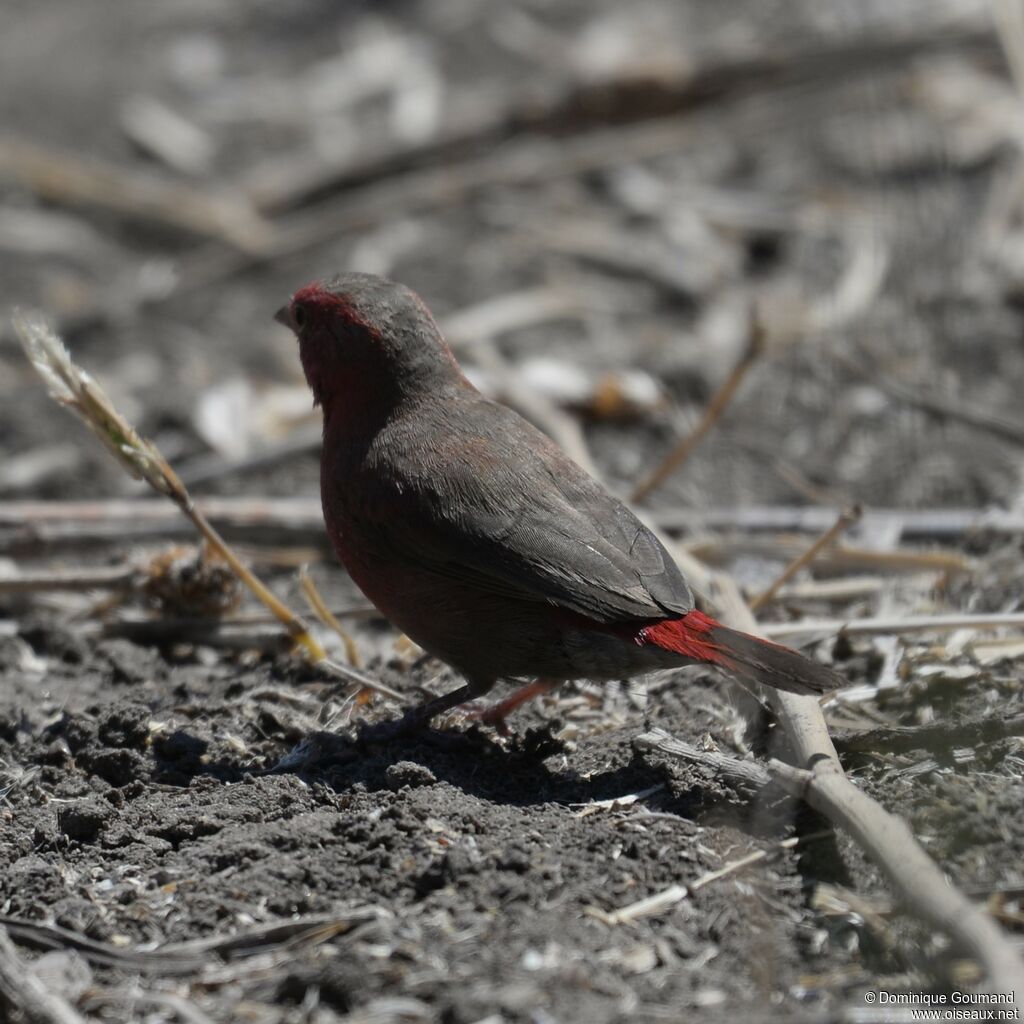 Red-billed Firefinch male