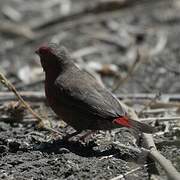 Red-billed Firefinch