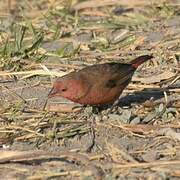 Red-billed Firefinch