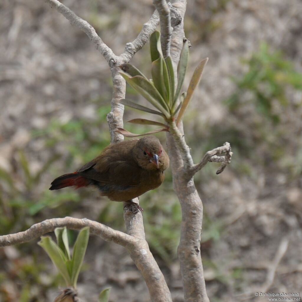 Red-billed Firefinch female adult