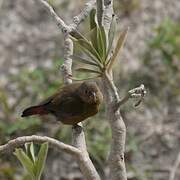 Red-billed Firefinch