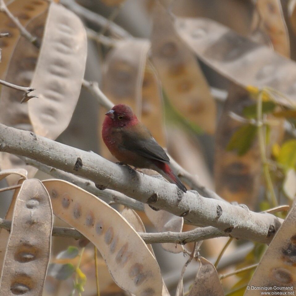 Red-billed Firefinch male adult