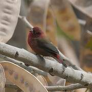 Red-billed Firefinch