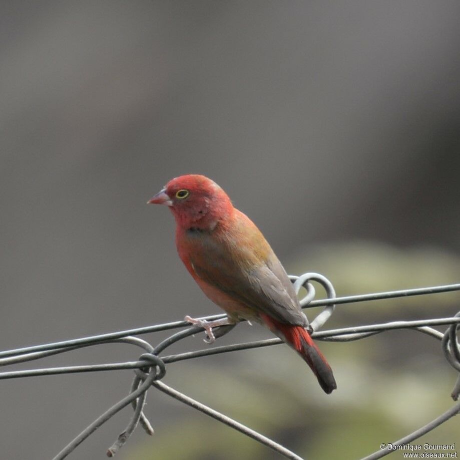 Red-billed Firefinch male adult