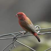 Red-billed Firefinch