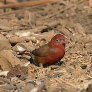 Red-billed Firefinch