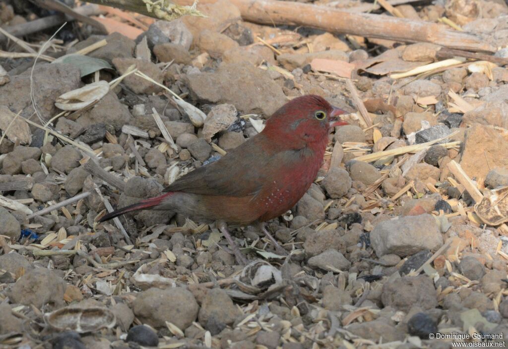 Red-billed Firefinch male