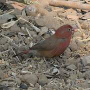 Red-billed Firefinch