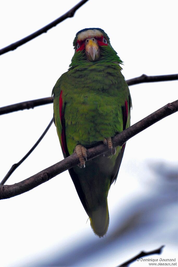 White-fronted Amazonadult