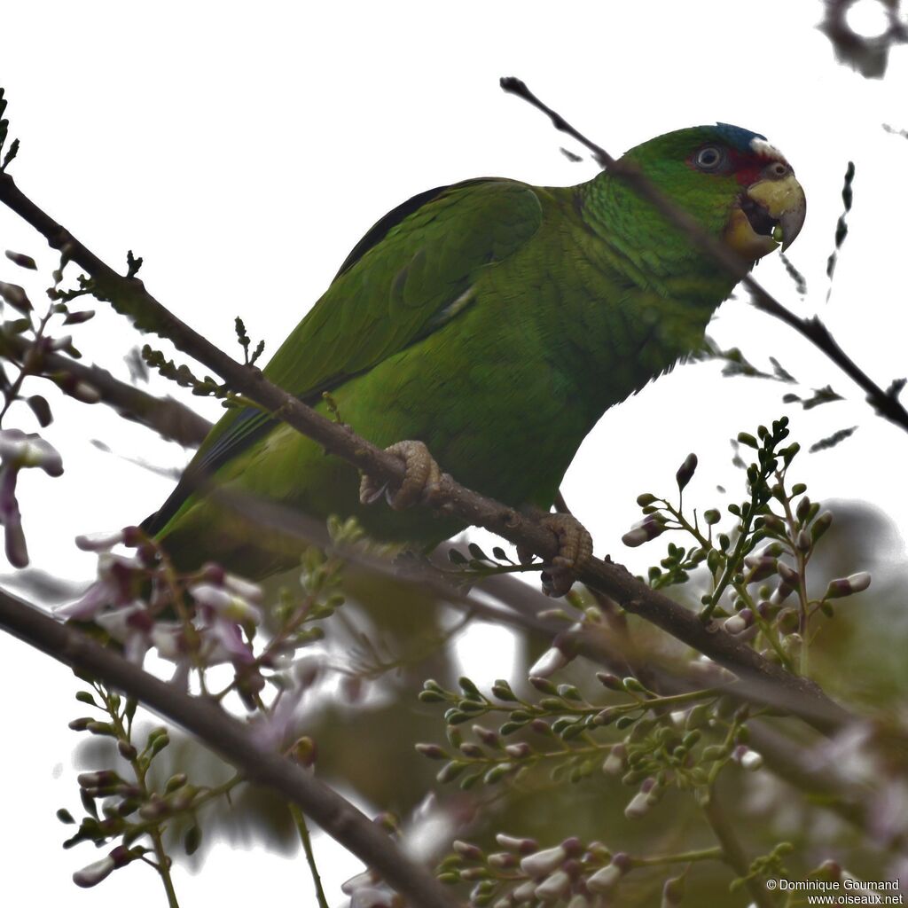 Amazone à front blancadulte