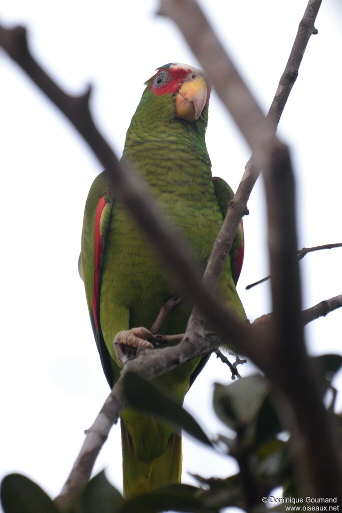 White-fronted Amazonadult