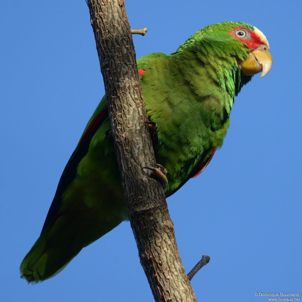 Amazone à front blancadulte