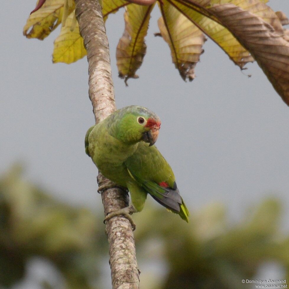 Red-lored Amazonadult