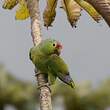 Amazone à lores rouges