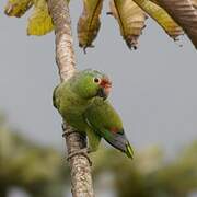 Red-lored Amazon