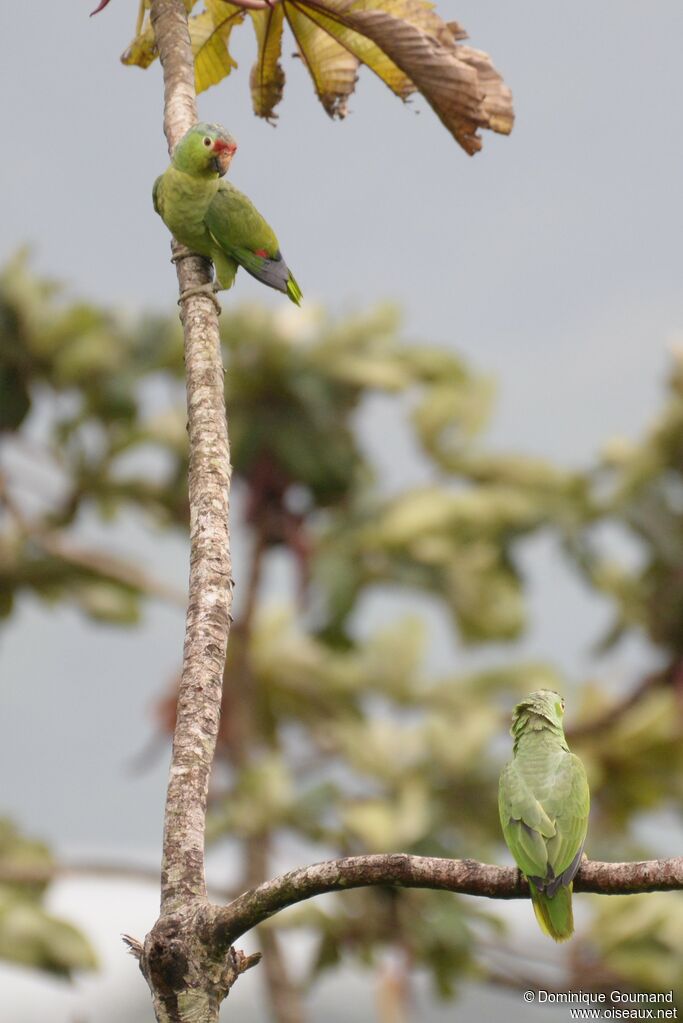 Amazone à lores rougesadulte