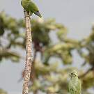 Amazone à lores rouges