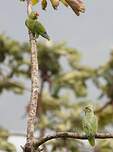 Amazone à lores rouges