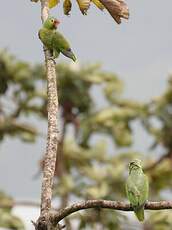 Amazone à lores rouges