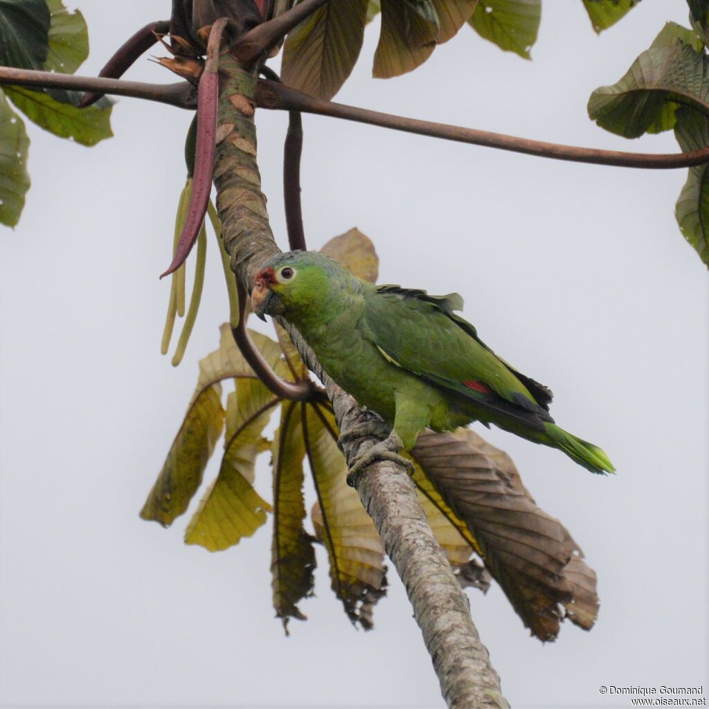 Amazone à lores rougesadulte