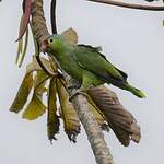 Amazone à lores rouges