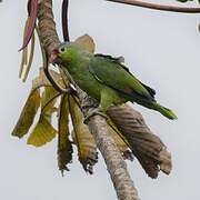 Red-lored Amazon