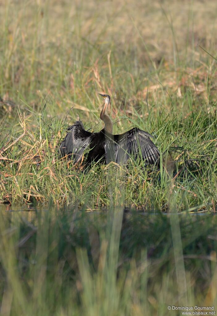 Anhinga d'Afrique