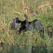 African Darter